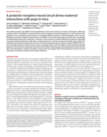 A prolactin-receptive neural circuit drives maternal interactions with pups in mice