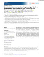 Structural studies and functional engineering of NanX: an anhydro‐sialic acid transporter from Escherichia coli