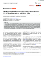 The Myeloma Risk Variant of TNFRSF13B Shows Reduced NF-κB Signalling Activity in HEK293 Cells