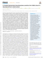 A cloaked glutamate decarboxylase sustains the GABA shunt in Mycobacterium tuberculosis