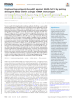 Engineering antigenic breadth against SARS-CoV-2 by pairing divergent RBDs within a single mRNA immunogen