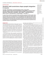 Dendritic shaft constrictions shape synaptic integration in neurons